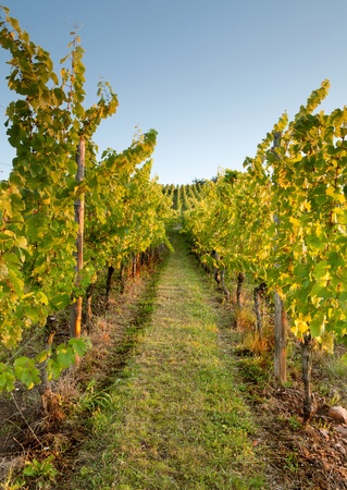 Wine tourism on Winetourbooking