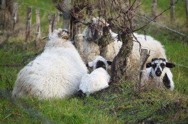 bébés moutons dans les vignes hourtinducasse
