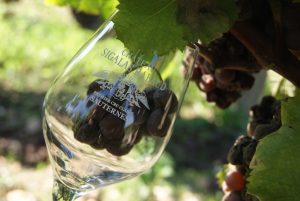 botrytis-chateau-sigalas-rabaud-bordeaux-oenotourisme-vin-rouge-vin-blanc-degustation-visite-france-wine-vin-tourisme-winetourbooking-oenotourisme-bordeaux