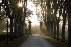 path-chateau-guiraud-visit-sauternes