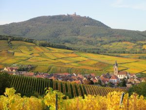 alsace-landscape-vineyard