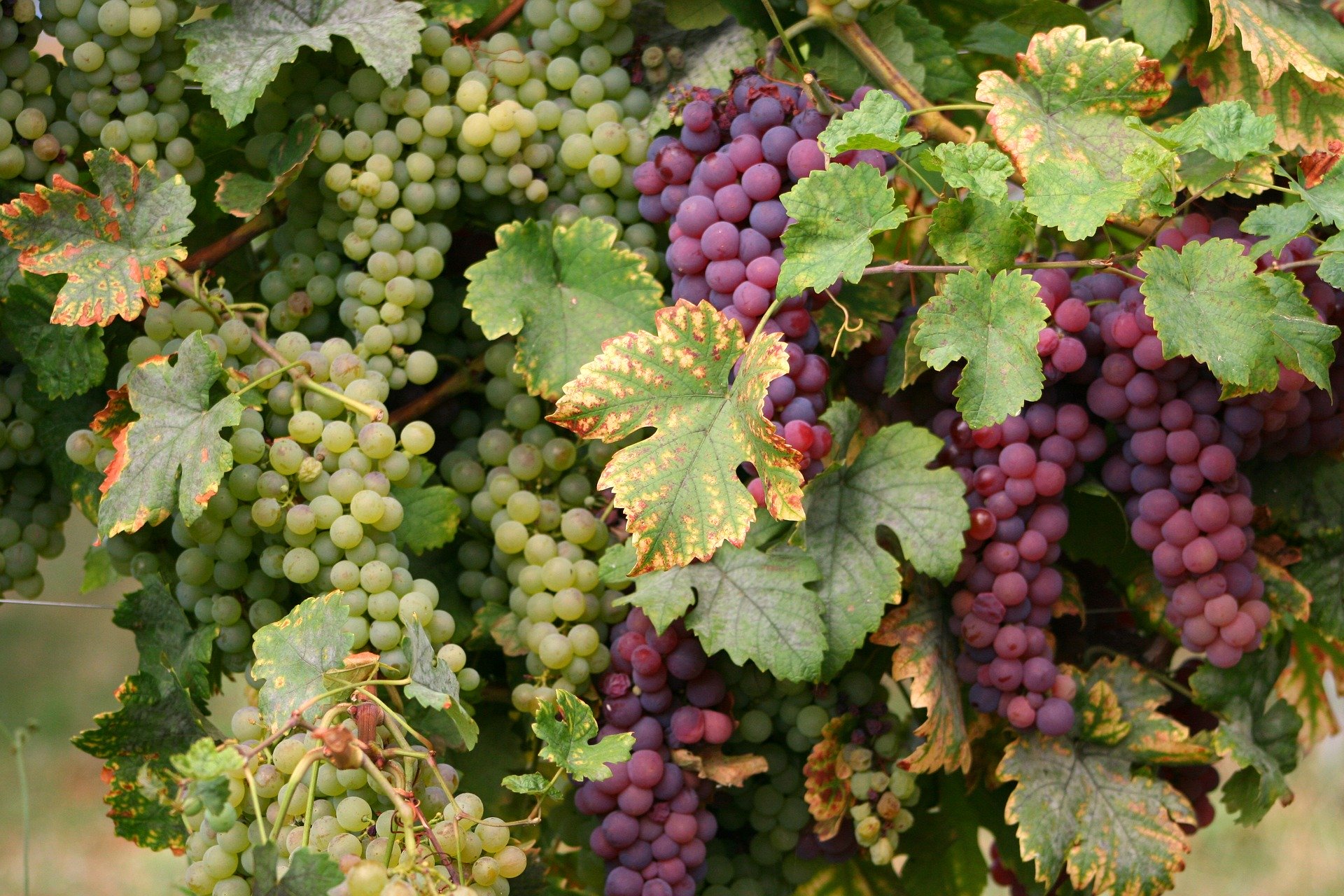 Виноградный сорт с французскими корнями. Эльзас виноград. Виноград Триумф Эльзаса. Эльзас виноградники. Мускат бархатный виноград.